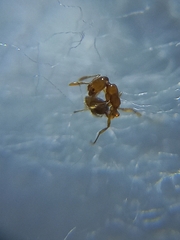 Solenopsis globularia