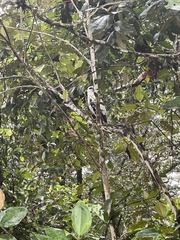 Pseudastur albicollis