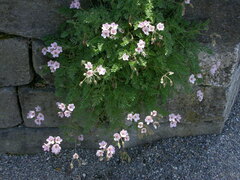 Erodium absinthoides