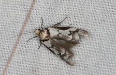 Philobota acropola