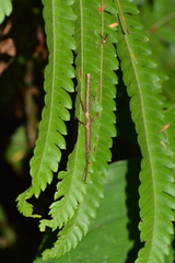 Ceroys perfoliatus