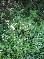 Pfaffia glomerata