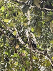 Pseudastur albicollis