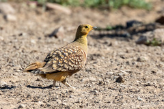Pterocles namaqua