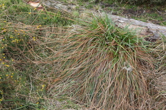 Carex binervis