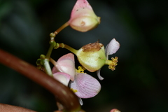 Begonia lukuana