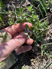 Scutellaria drummondii