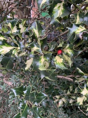 Ilex aquifolium