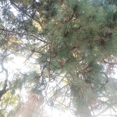 Pinus roxburghii