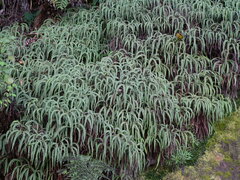 Sticherus squamulosus