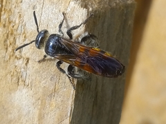 Dielis trifasciata