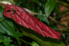Begonia lukuana