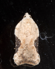 Acleris subnivana