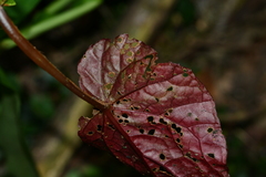 Begonia lukuana