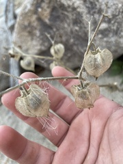 Physalis neomexicana
