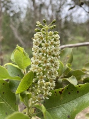 Escallonia pulverulenta