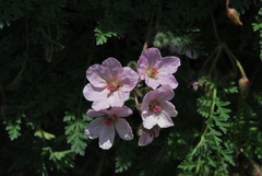 Erodium absinthoides