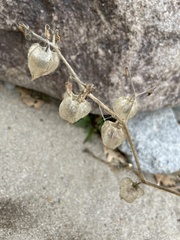 Physalis neomexicana