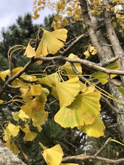 Ginkgo