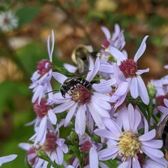 Lasioglossum