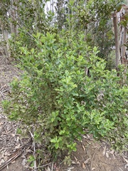 Escallonia pulverulenta