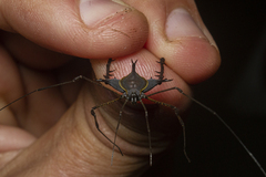 Ubatubesia amplicoxae