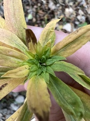 Procecidochares atra