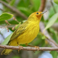 Setophaga petechia bryanti