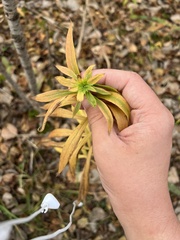 Procecidochares atra