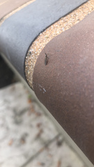 Hymenocoris formicinus