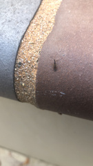 Hymenocoris formicinus