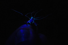 Ubatubesia amplicoxae