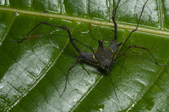 Ubatubesia amplicoxae