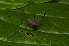 Ubatubesia amplicoxae