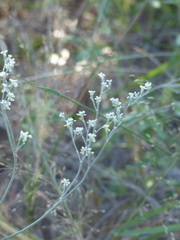 Eriogonum annuum