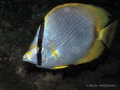 Chaetodon ocellatus