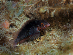 Malacoctenus macropus