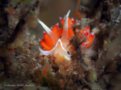 Coryphella verta