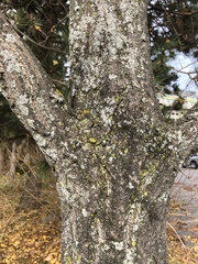 Ginkgo