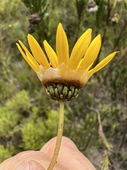 Ursinia