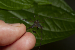 Ubatubesia amplicoxae