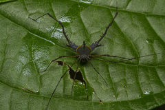 Ubatubesia amplicoxae