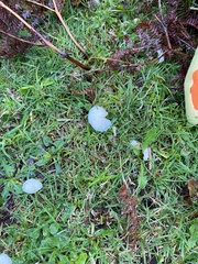 Cuphophyllus virgineus