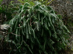 Blechnum schottii