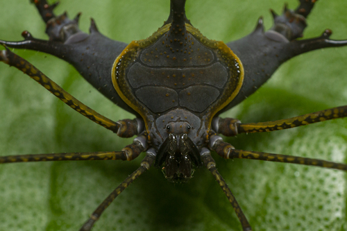 Superfamily Gonyleptoidea · iNaturalist