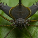 Gonyleptidae - Photo (c) Henry Miller Alexandre, μερικά δικαιώματα διατηρούνται (CC BY-NC), uploaded by Henry Miller Alexandre