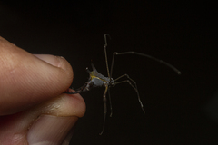 Ubatubesia amplicoxae