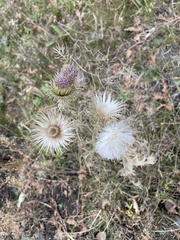 Cirsium vulgare