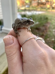 Hyla versicolor