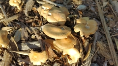 Agrocybe